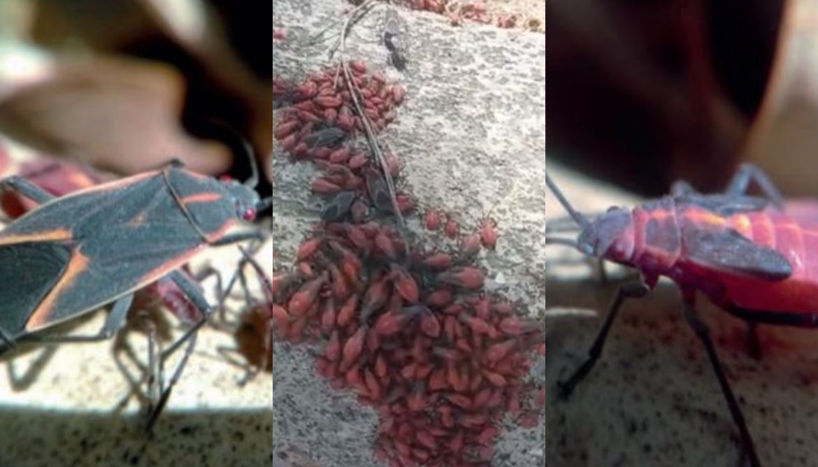 Reportan regreso de Chinches del Arce en RM: cómo lidiar con estos molestos insectos en otoño