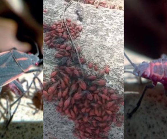 Reportan regreso de Chinches del Arce en RM: cómo lidiar con estos molestos insectos en otoño